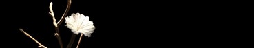Vie